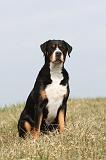 GRAND BOUVIER SUISSE 071